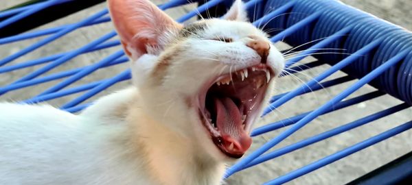 Close-up of cat yawning