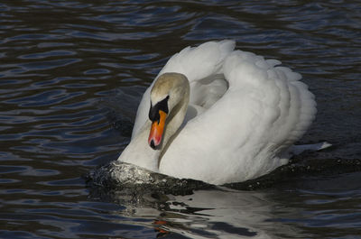 Swan floating on lake