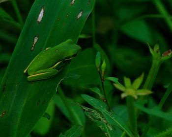 Close-up of lizard on leaf