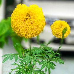 Close-up of yellow marigold flower