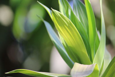 Close-up of green leaves growing outdoors