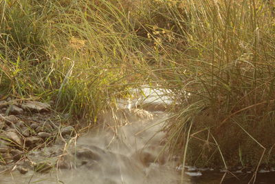 Plants growing on land