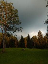 Trees on grassy field