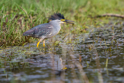 High angle view of gray heron perching on lake