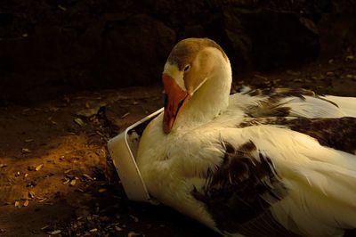 Close-up of goose by container on field