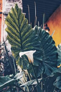 Close-up of potted plant leaves