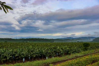 Scenic view of agricultural field against sky