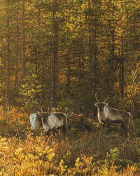 Deer in a forest