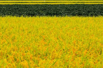 Scenic view of grassy field