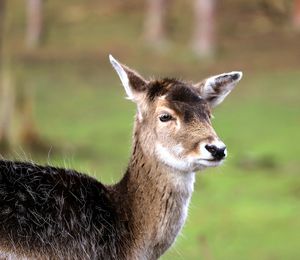 Portrait of deer