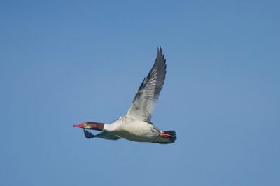 Low angle view of duck flying