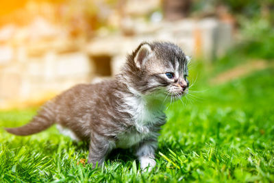 Black cat looking away on field