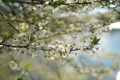 Close-up of cherry blossom tree