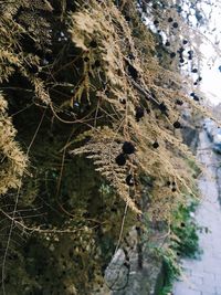 Close-up of a tree