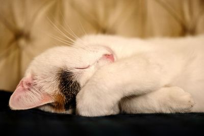 Close-up of cat sleeping