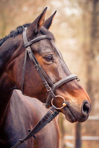 Close-up of horse