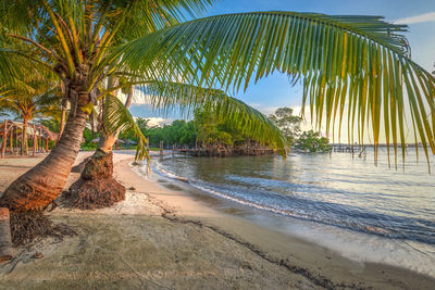 Palm trees on beach against sky