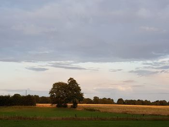 Trees on field against sky