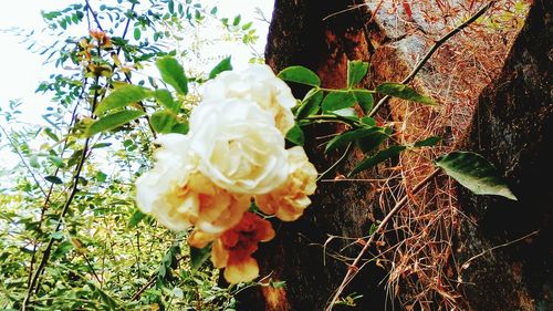 Close-up of plant against trees