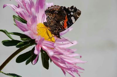 Close-up of bee on pink flower