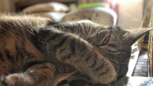 Close-up of cat relaxing on floor