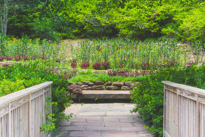 Plants growing in garden