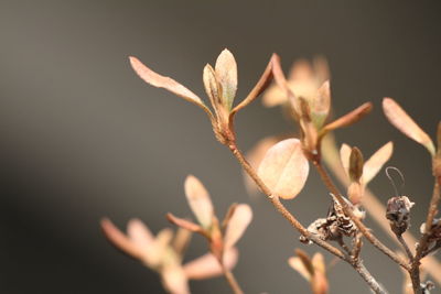 Close-up of flowering plant