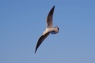 Low angle view of seagull flying