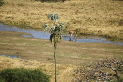 Scenic view of grassy field