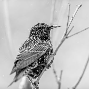 Close-up of bird perching on a plant