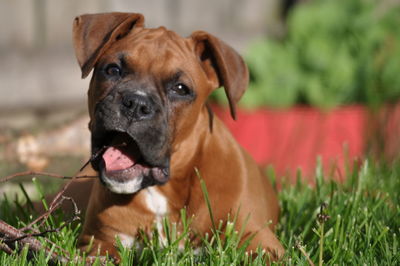 Portrait of dog on field