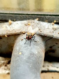 Close-up of housefly on wall