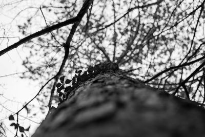 Low angle view of bare tree against sky