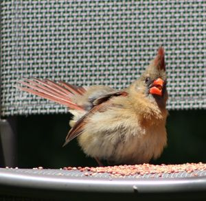 Close-up of a bird perching