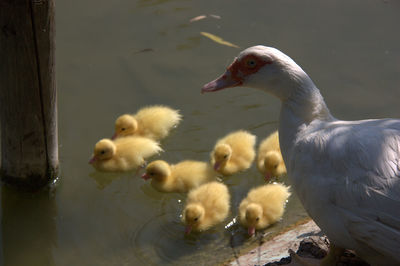 Close-up of ducks in lake