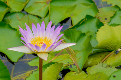 Close-up of lotus water lily in pond