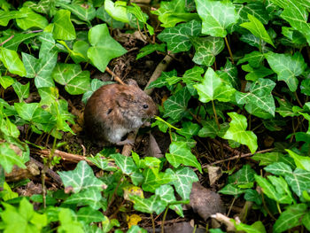 High angle view of mouse on plants in forest