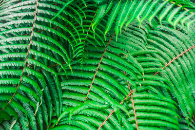 Full frame shot of palm tree