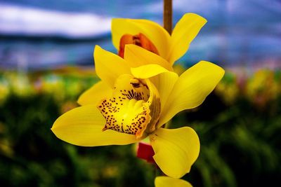 Close-up of yellow flower blooming outdoors