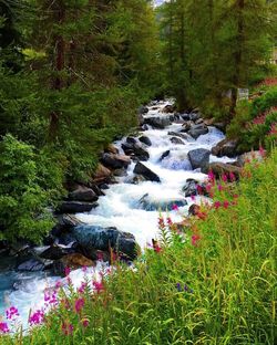 Stream flowing in forest