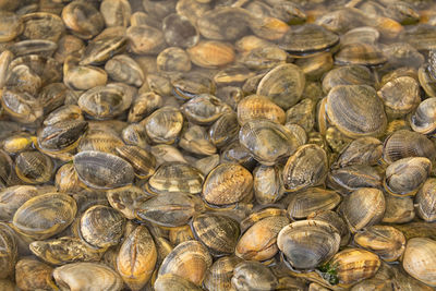 Full frame shot of shells