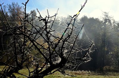 Low angle view of flower tree against sky