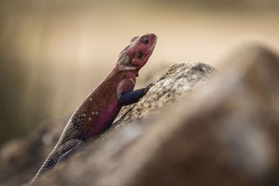 Close-up of lizard on rock