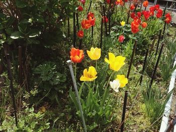 Poppy flowers blooming outdoors