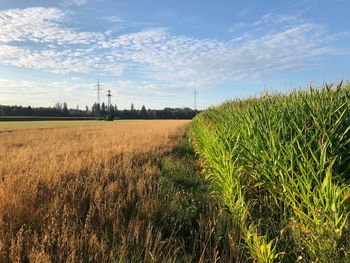 Crops growing on field against sky