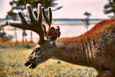 Close-up of deer on field