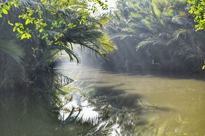 Trees by lake in forest