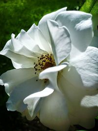 Close-up of white flowers