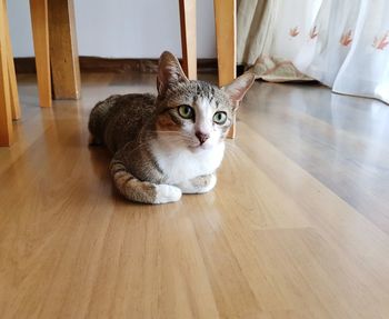 Portrait of cat relaxing on hardwood floor