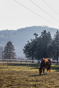 Horse grazing on field against clear sky